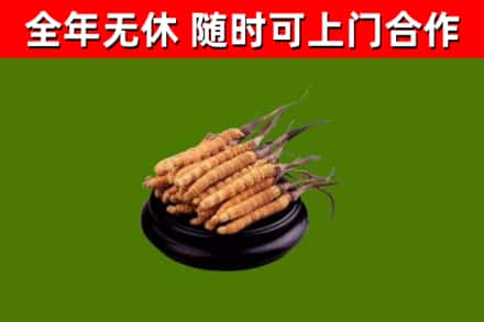正镶白烟酒回收冬虫夏草.jpg