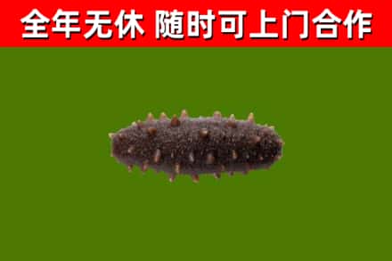 正镶白回收海参干